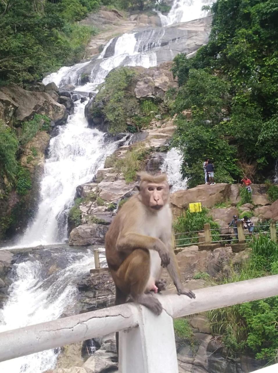 Himansa Homestay Ella Exteriér fotografie